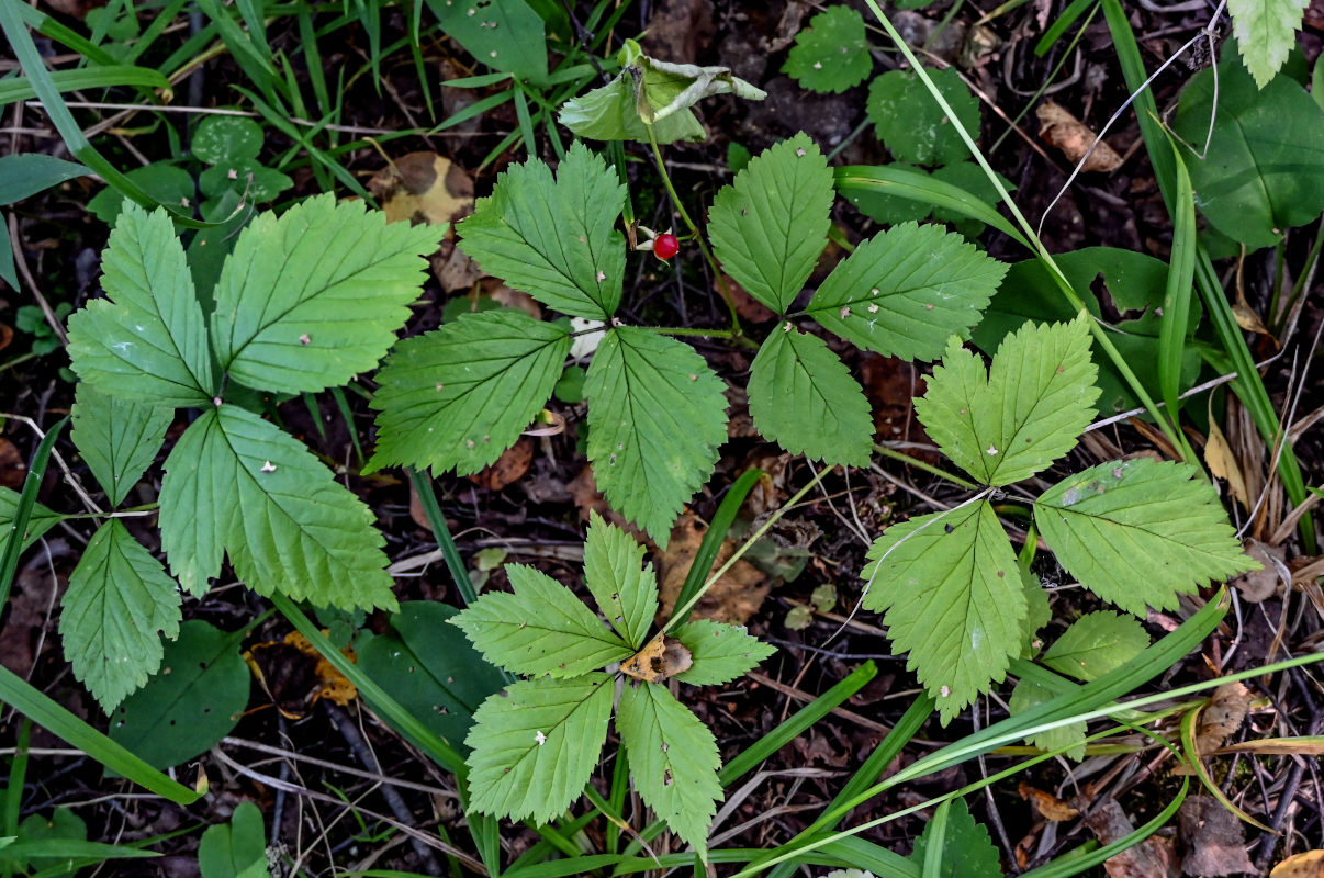 Изображение особи Rubus saxatilis.