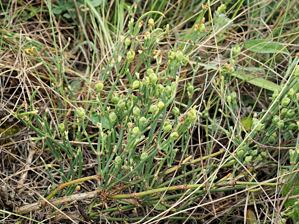 Изображение особи Ephedra distachya.