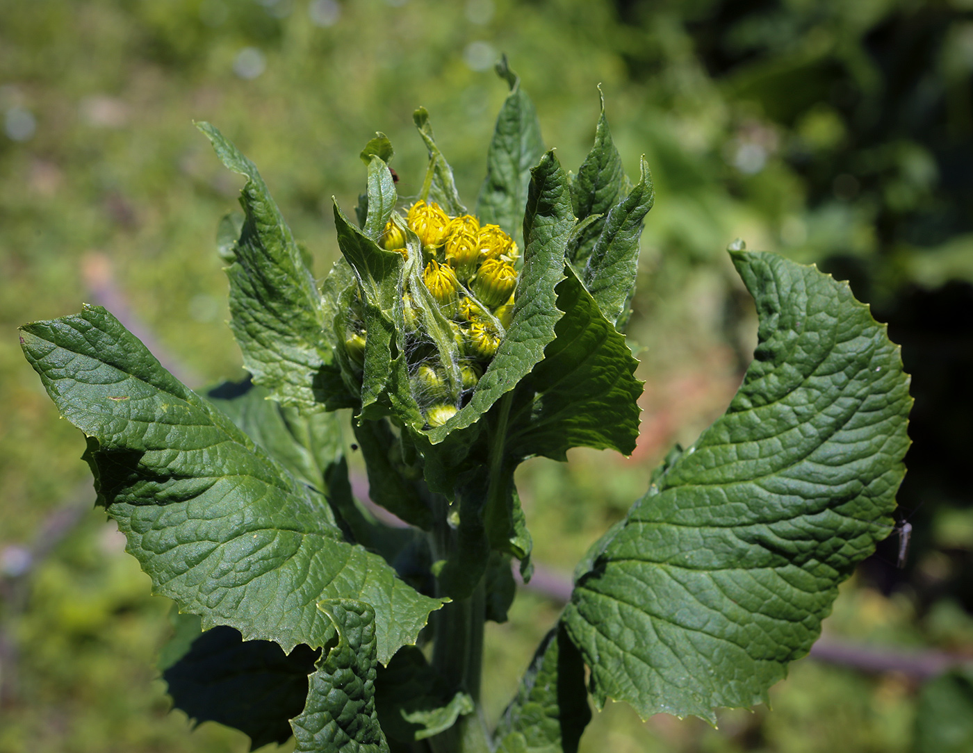 Изображение особи Tephroseris cladobotrys.
