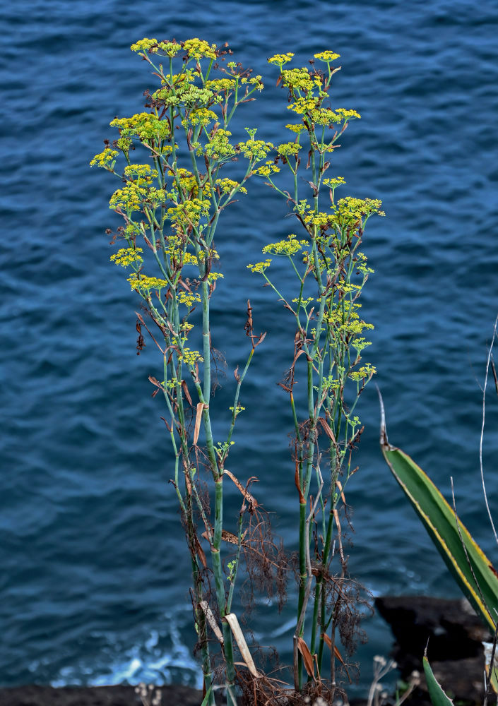 Image of Foeniculum vulgare specimen.