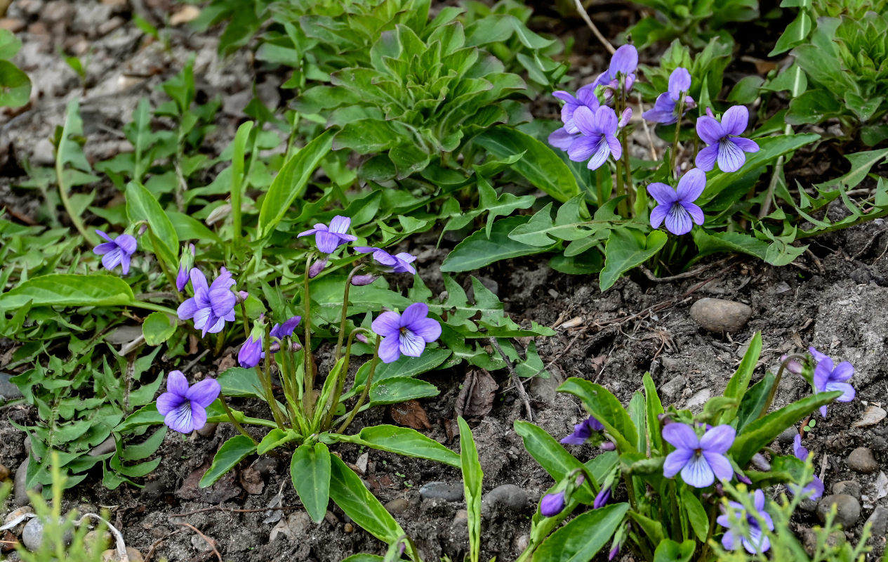 Изображение особи род Viola.