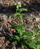 Arabis turrita