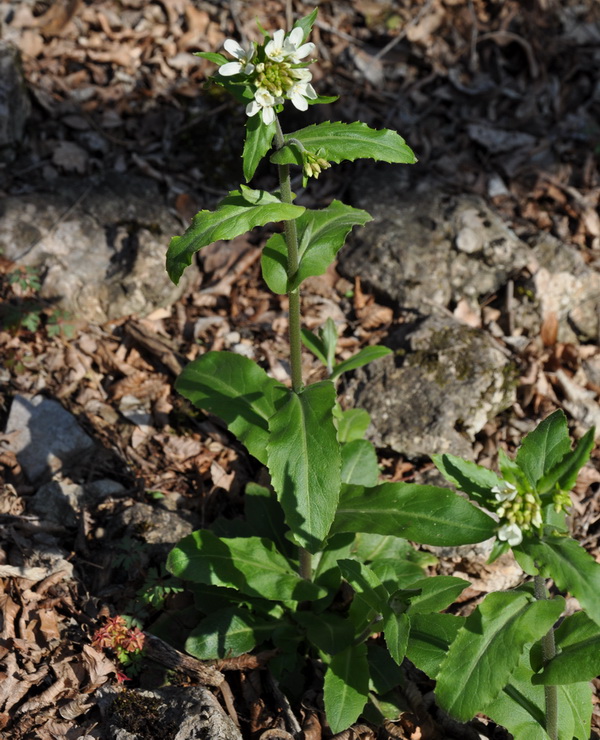 Изображение особи Arabis turrita.