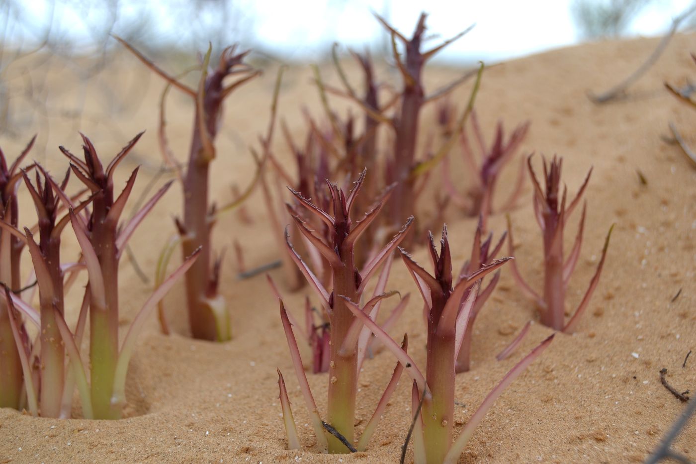 Изображение особи Chondrilla ambigua.