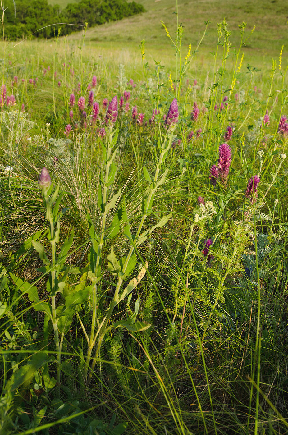 Изображение особи Salvia tesquicola.