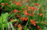 Crocosmia × crocosmiiflora