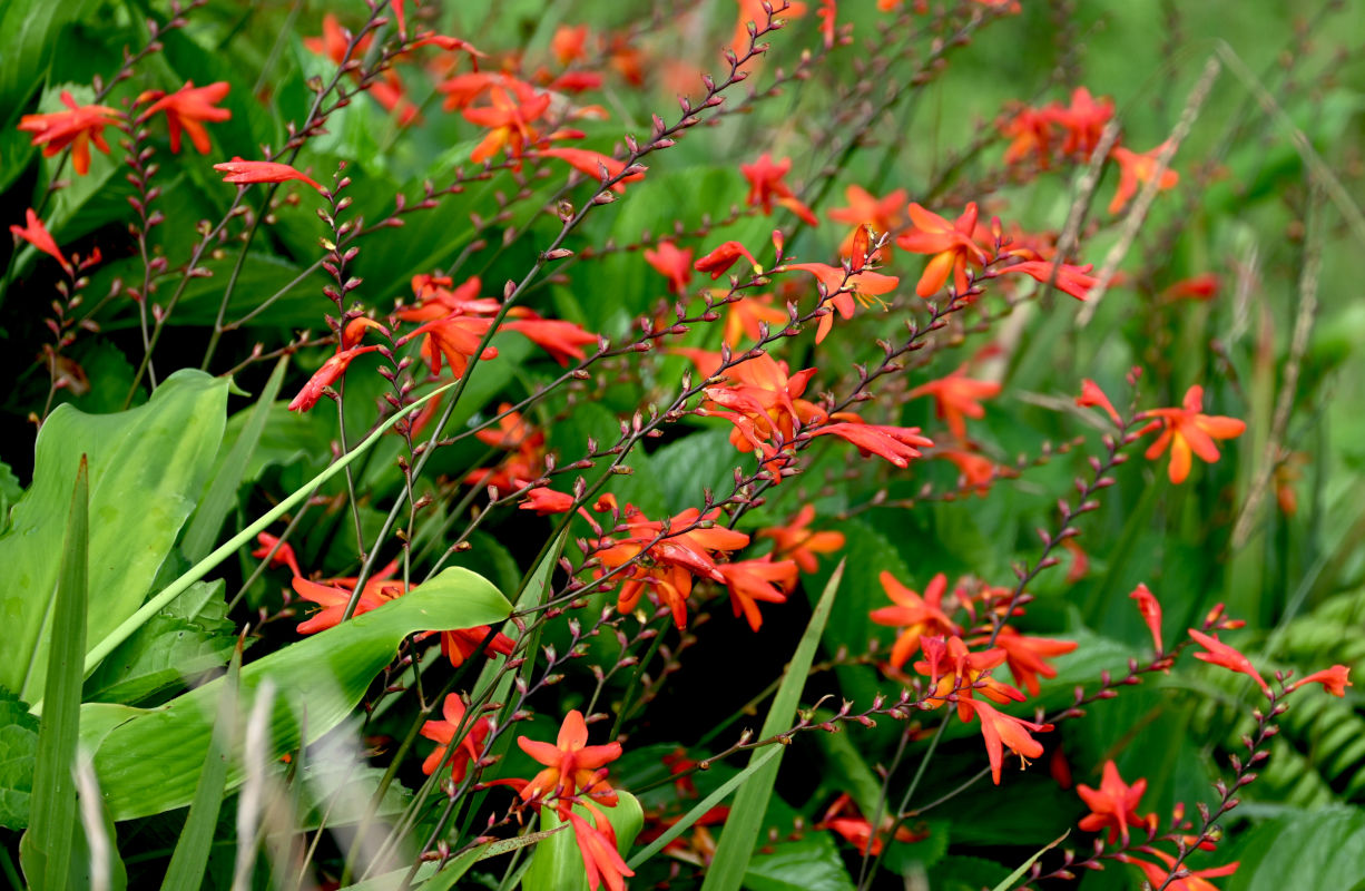 Изображение особи Crocosmia × crocosmiiflora.