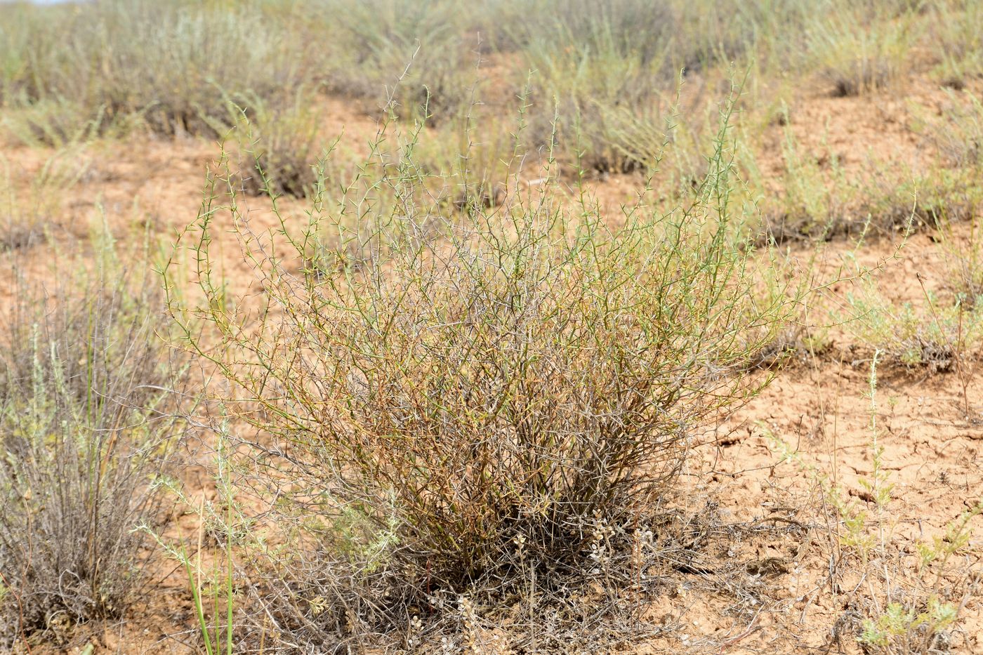Image of Asparagus breslerianus specimen.
