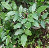 Mahonia aquifolium. Листья и созревающие плоды. Волгоград, ул. Городовикова. 18.06.2026.