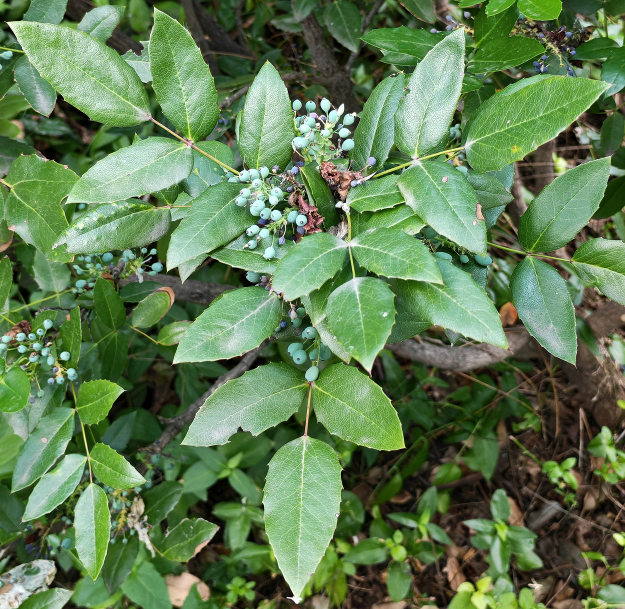 Image of Mahonia aquifolium specimen.