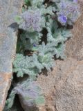 Nepeta longibracteata. Листья и распускающиеся соцветия. Таджикистан, Горно-Бадахшанская автономная обл., Рушанский р-н, хр. Музкол, Сарезское оз., пик Обзорный, ≈ 4426 м н.у.м., каменистая осыпь. 24 июня 2026 г.