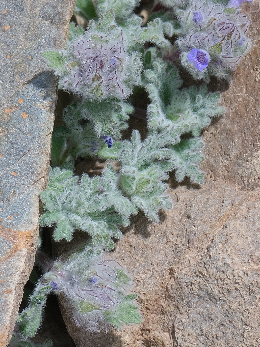 Image of Nepeta longibracteata specimen.