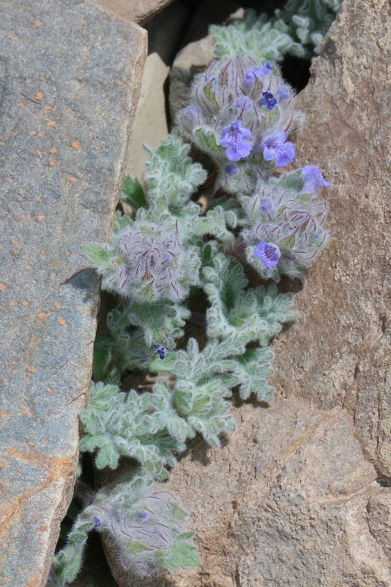 Изображение особи Nepeta longibracteata.