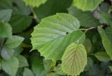 genus Corylus