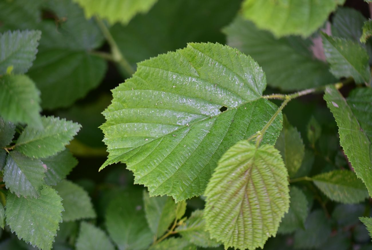 Image of genus Corylus specimen.