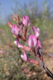 Astragalus astrachanicus