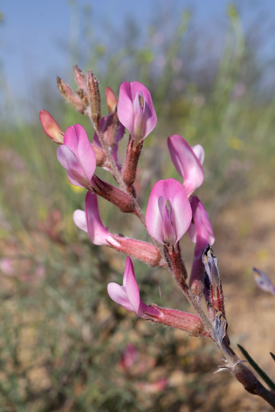 Image of Astragalus astrachanicus specimen.