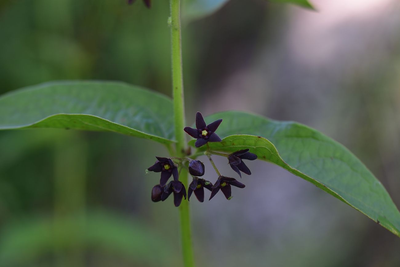 Image of genus Vincetoxicum specimen.