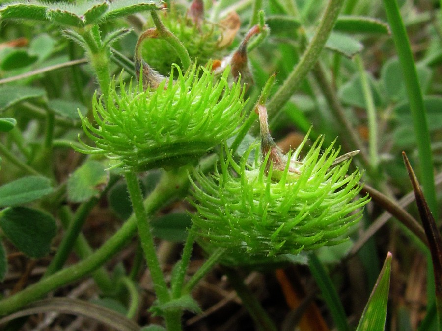 Изображение особи Medicago disciformis.
