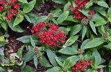 Pentas lanceolata. Верхушки цветущих растений. Китай, г. Шанхай, в культуре. 25.05.2025.