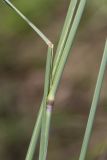 genus Elytrigia. Часть побега с основанием влагалищного листа. Ростовская обл., Мясниковский р-н, окр. хут. Недвиговка, пойменный луг, дамба. 28.06.2026.