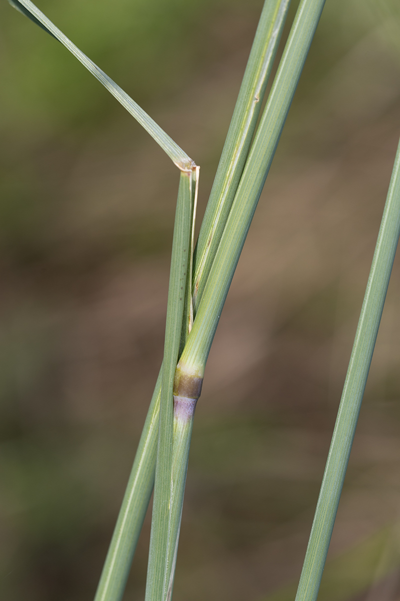 Image of genus Elytrigia specimen.