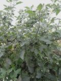Solanum nigrum. Плодоносящие растения. Республика Молдова, муниципалитет Кишинёв, г. Кодру. 7 ноября 2025 г.