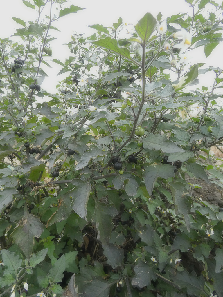 Image of Solanum nigrum specimen.