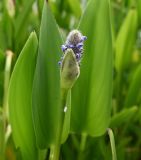 Pontederia cordata. Раскрывающееся соцветие с покрывающим листом. Краснодарский край, г. Сочи, парк \"Дендрарий\", басс. \"Китайского дворика\". 17.08.2026.