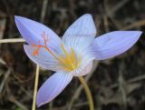 Crocus speciosus. Цветок. Азербайджан, Нахчыван, Шахбузский р-н, окр. с. Биченек, Зангезурский нац. парк; плато Батабат, дубовый лес. 11.10.2026.