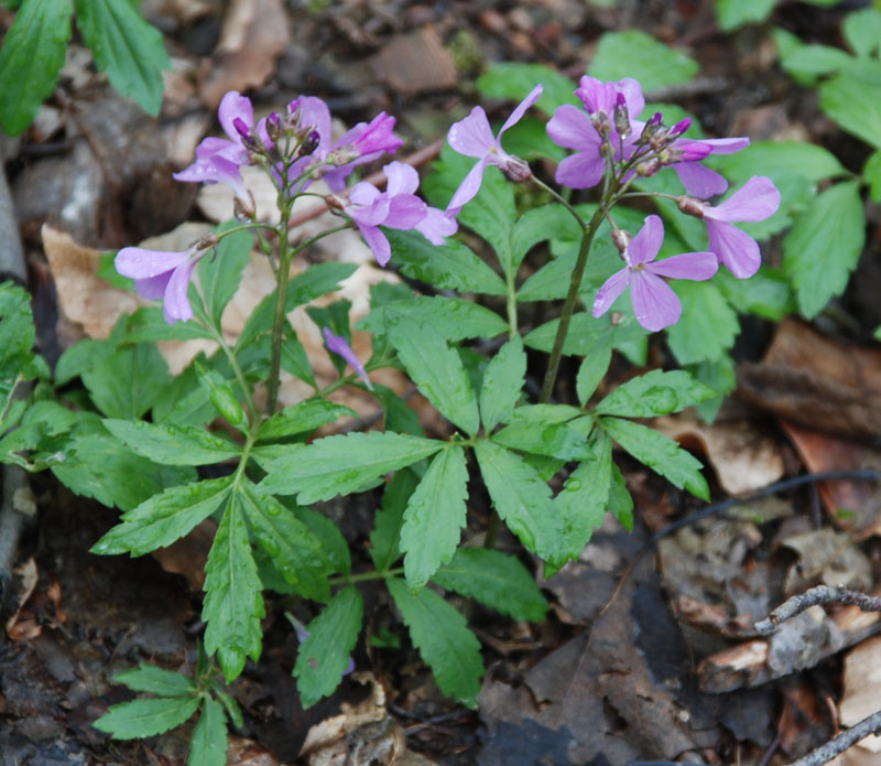 Изображение особи Cardamine quinquefolia.