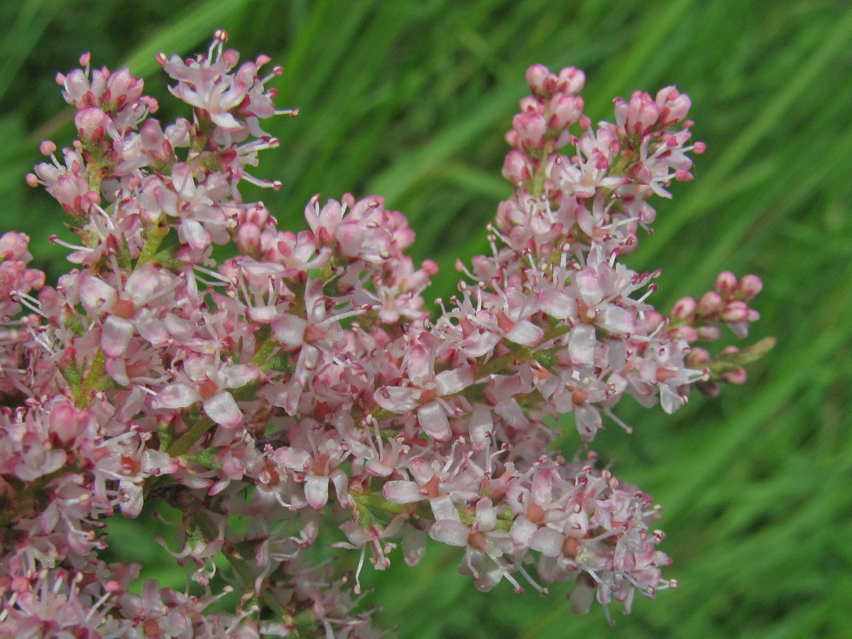 Image of Tamarix tetrandra specimen.