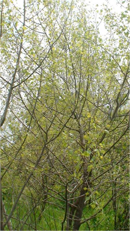 Image of Populus euphratica specimen.