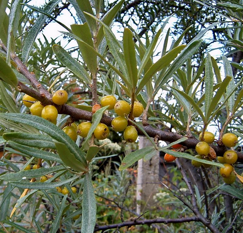 Image of Hippophae rhamnoides specimen.