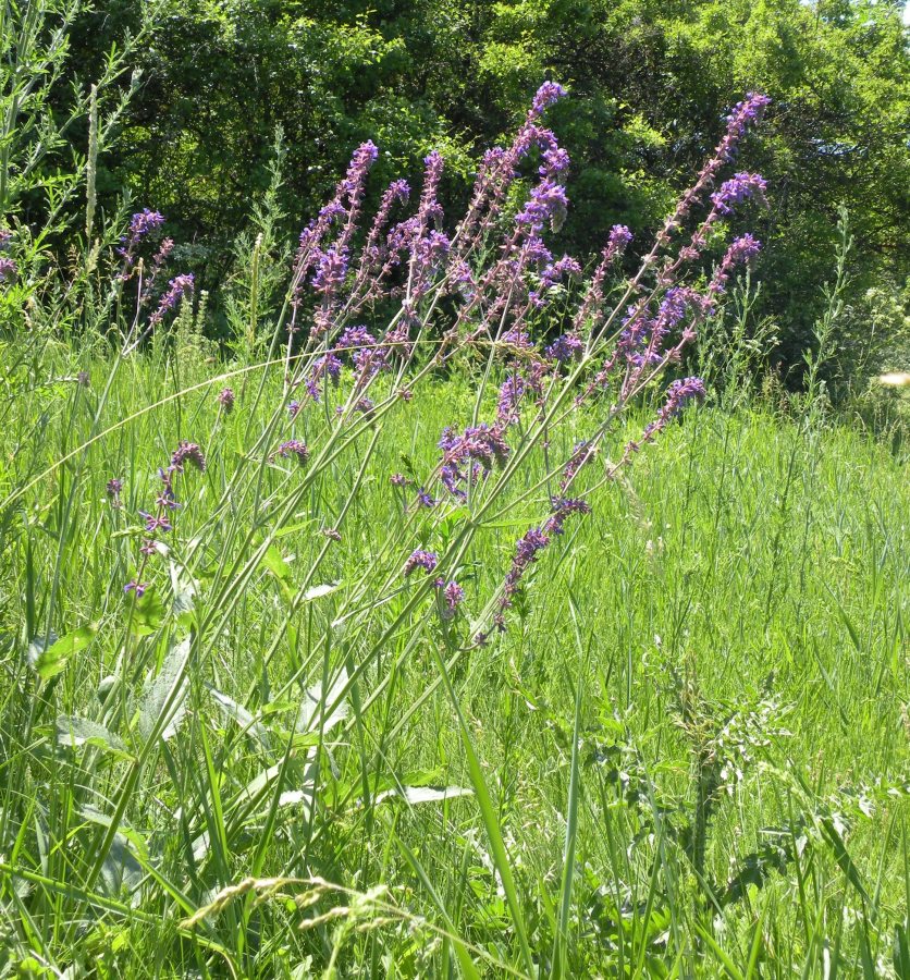 Изображение особи Salvia betonicifolia.