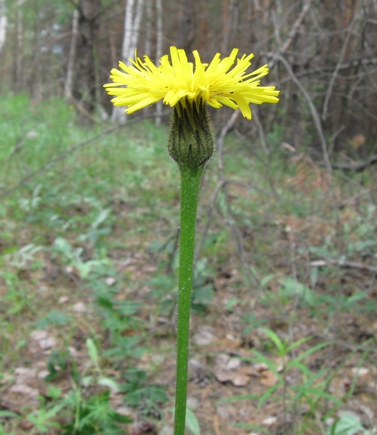 Image of Trommsdorffia maculata specimen.