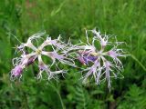Dianthus superbus