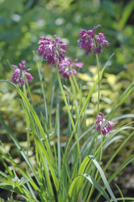 Изображение особи Allium cyathophorum var. farreri.