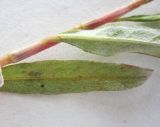 Persicaria lapathifolia