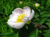 Paeonia lactiflora. Цветок и бутоны. Приморский край, окр. г. Находки. 18.06.2011.