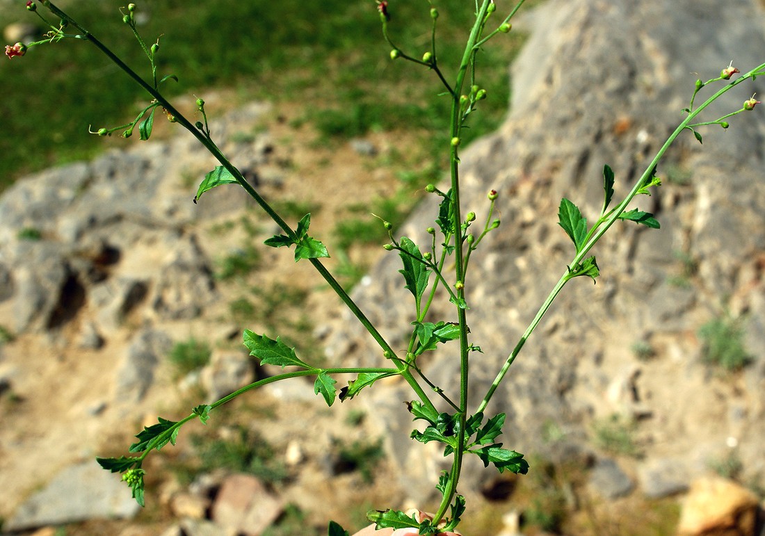 Изображение особи род Scrophularia.