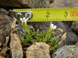 genus Minuartia. Цветущее и плодоносящее растение. Полярный Урал, долина руч. Кершор, каменистый склон. 05.08.2011.