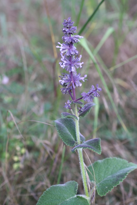 Изображение особи Salvia verticillata.