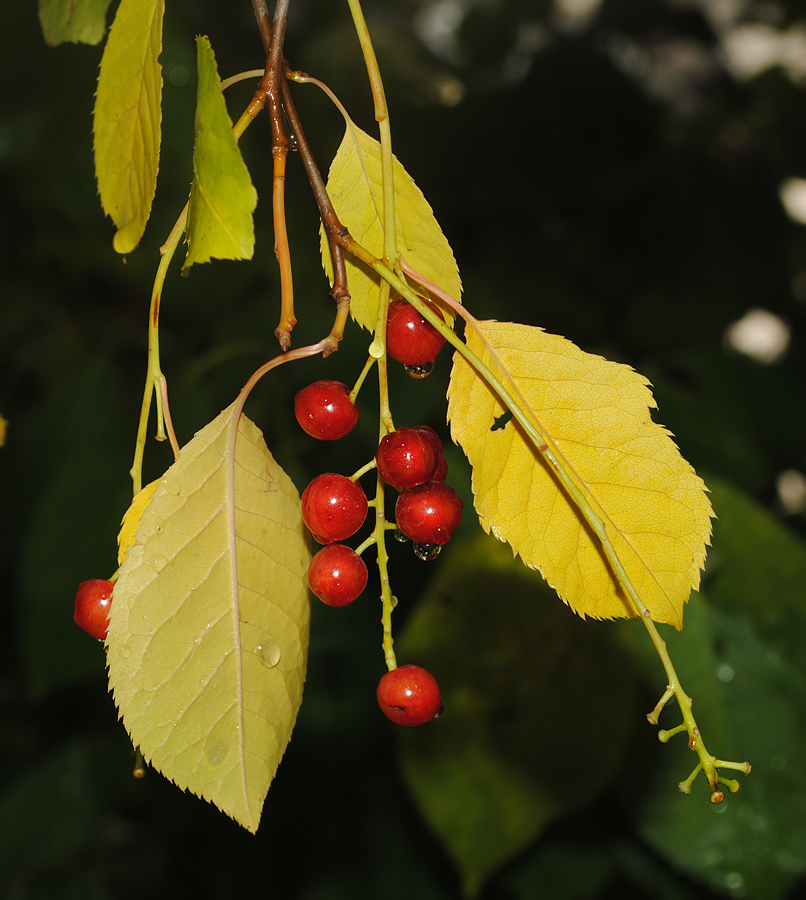 Image of Padus virginiana specimen.