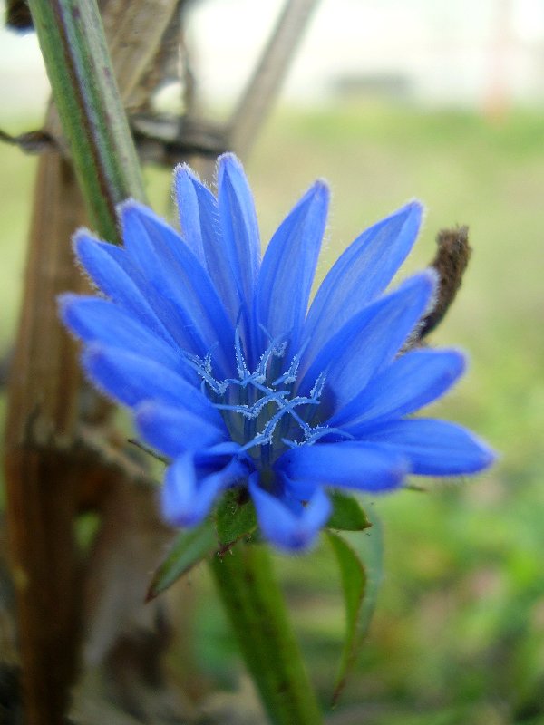 Image of Cichorium intybus specimen.