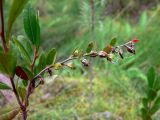 Chamaedaphne calyculata