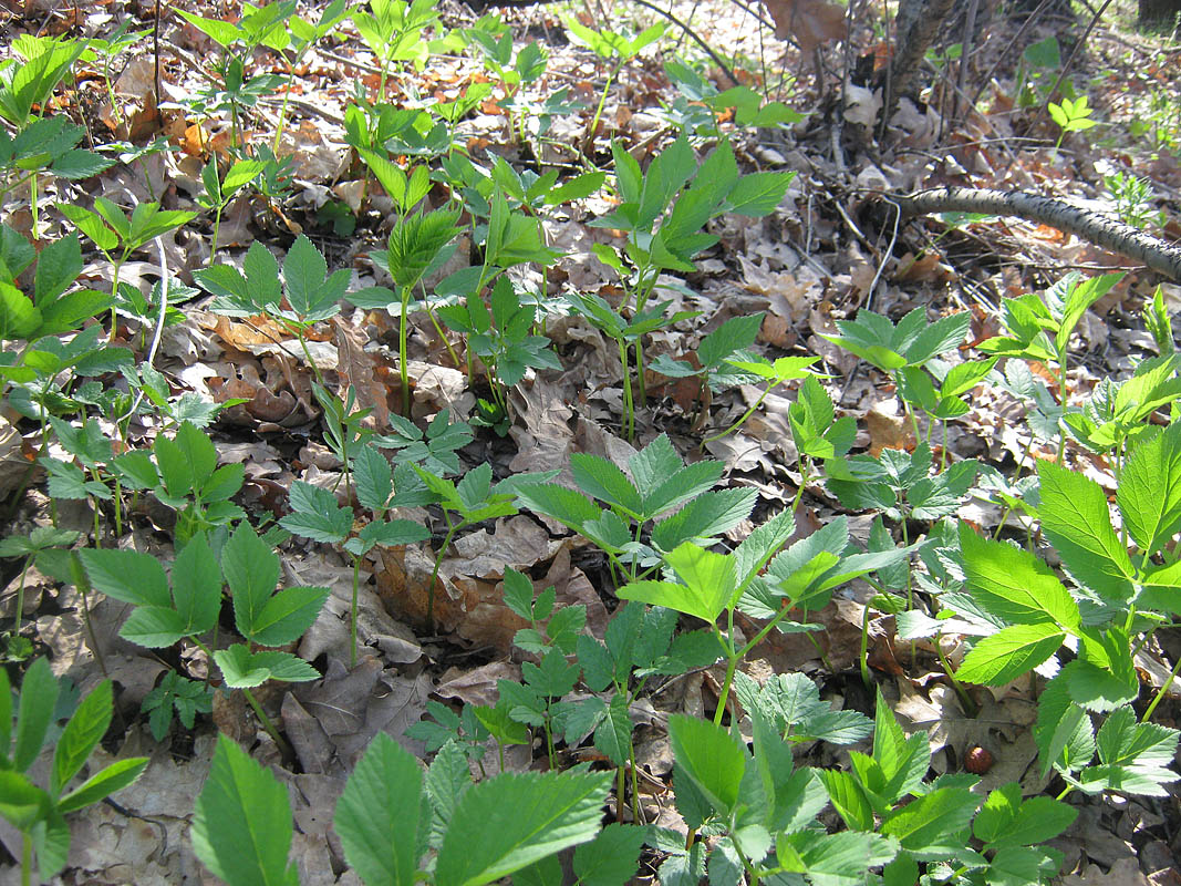 Image of Aegopodium podagraria specimen.