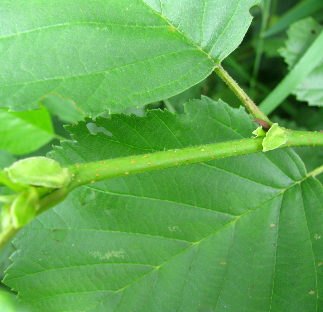 Изображение особи Alnus &times; pubescens.