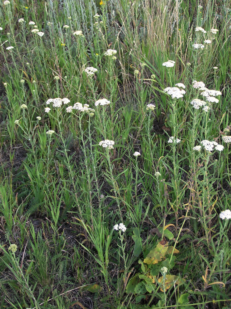 Image of Achillea setacea specimen.