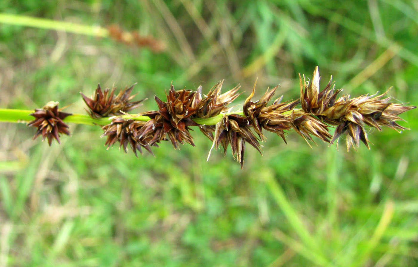 Изображение особи Carex spicata.